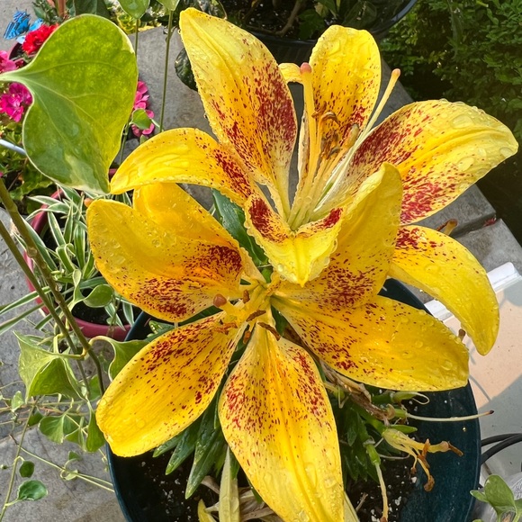 🌸 🌺 - Picture 8 of 16